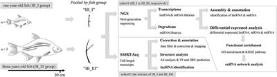 Genome-Wide Integrated Analysis Revealed Functions of lncRNA–miRNA–mRNA Interaction in Growth of Intermuscular Bones in Megalobrama amblycephala